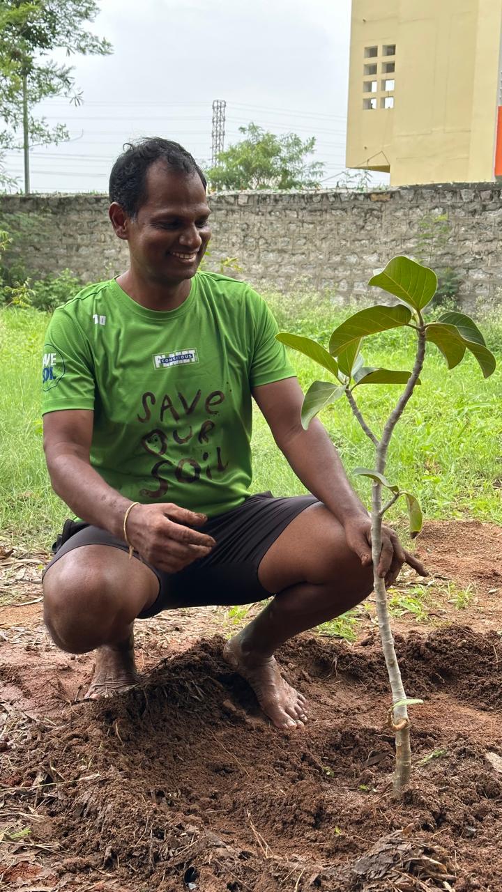 Tree plantation